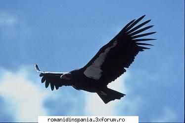 Santeti in Spania sau Romania??? - eu sunt in romania si ma intorc in spania - Discutii despre noi,in Spania